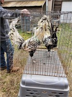 Silver laced polish rooster