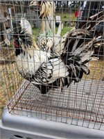 Silver laced polish rooster