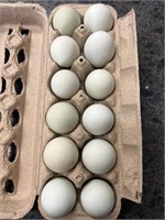 1 doz fertile Araucana chicken eggs