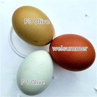 Lot of 8 Welsummer and Olive Egger Eggs