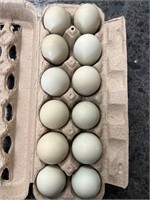 1 doz fertile Araucana chicken eggs