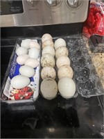 Dozen fertilized duck eggs half harleyquinm/Ancona