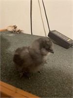 Two week silkie chick