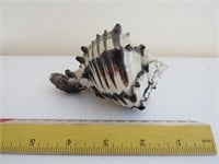 Black Murex Sea Shell