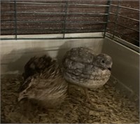 Breeding pair quail