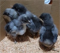 Lot of 4 blue easter eggers chicks