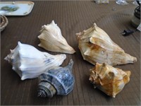 Lot of Conch Shells