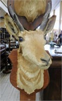 Taxidermy Antelope Mount.