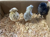 Lot of 3 chicks