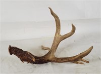 8-point Deer Antler