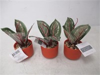 (3) Artificial Potted Plants