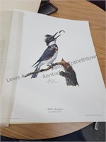 Autographed Ray Harm Belted Kingfisher print 1966