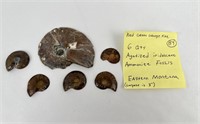 Agatized Ammonite Fossils