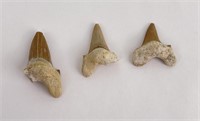 Lot of Fossil Shark Teeth