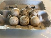 6 fertile duck eggs not washed