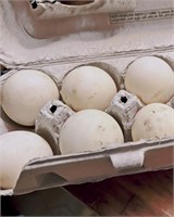 5pk Fresh Fertile Call Duck Eggs