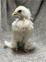 Painted Silkie Frizzle Chick