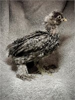 Silkie Frizzle Chick