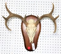 Deer Skull with Antlers Mounted on Board