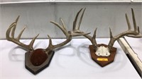 Two Mounted Antlers Q14A