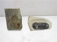 (2) Natural Trilobite Fossil