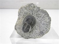 Natural Trilobite Fossil
