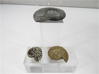 (3) Natural Ammonite Fossils