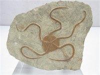Fossil Brittle Starfish