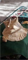 Large Conch Shell & small conch shell.