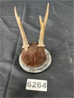 Small Mounted Antlers