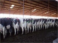 Murgoitio Dairy Dispersal Auction Videos 1