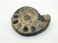 IRON REPLACED AMMONITE FOSSIL