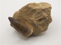 MOSASAUR TOOTH LOCATION: ATLAS MOUNTAINS SOUTH
