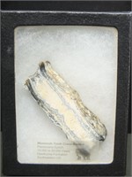MAMMOTH TOOTH CROSS-SECTION