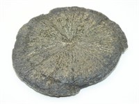 PYRITE SAND DOLLAR FOUND IN COAL MINES
