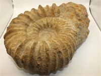 ROUGH AMMONITE