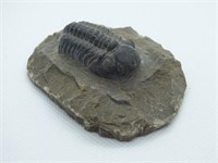 TRILOBITE FOSSIL SPECIES: REEDOPS CEPHALOTES,