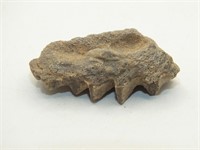 EXTINCT LUNGFISH TOOTH PLATE