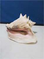 Beautiful large ocean shell