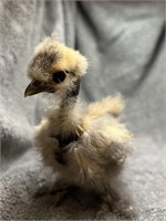 Darling Silkie Show Girl Chick!!