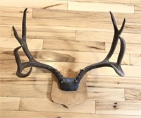 Large 2ft wide mounted Antlers - Snow Mt - 1946