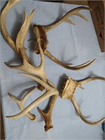 Group Deer Antlers