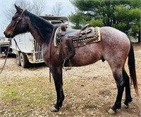 AQHA RKB LIL JOE HANCOCK