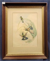 Large J Gould Hummingbird Print in Shadowbox Frame