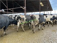 34 Holstein Cows 3 Tit & Light Quarters- All Lac