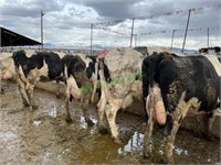 48 Holstein Mixed Cows- All Lactation