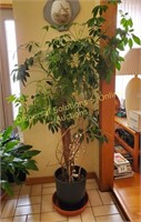 Arboricola “Umbrella” Tree - living