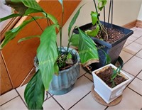 Three Plants - living