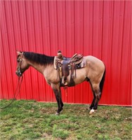 Dunny 5 YR OLD RANCH HORSE