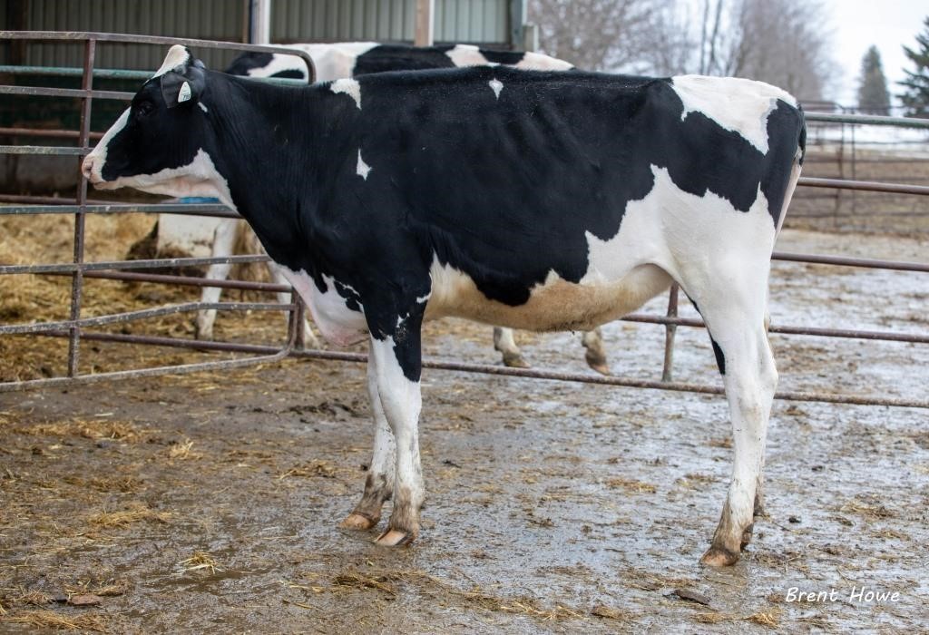 Century of Holsteins Celebration Sale - April 1, 2023
